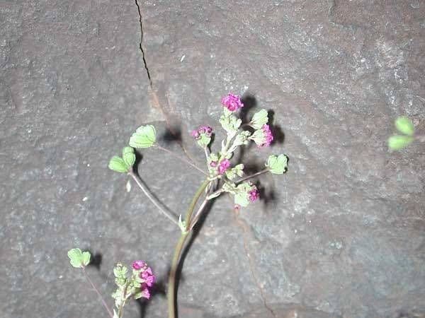 Boerhavia scarlatta 13