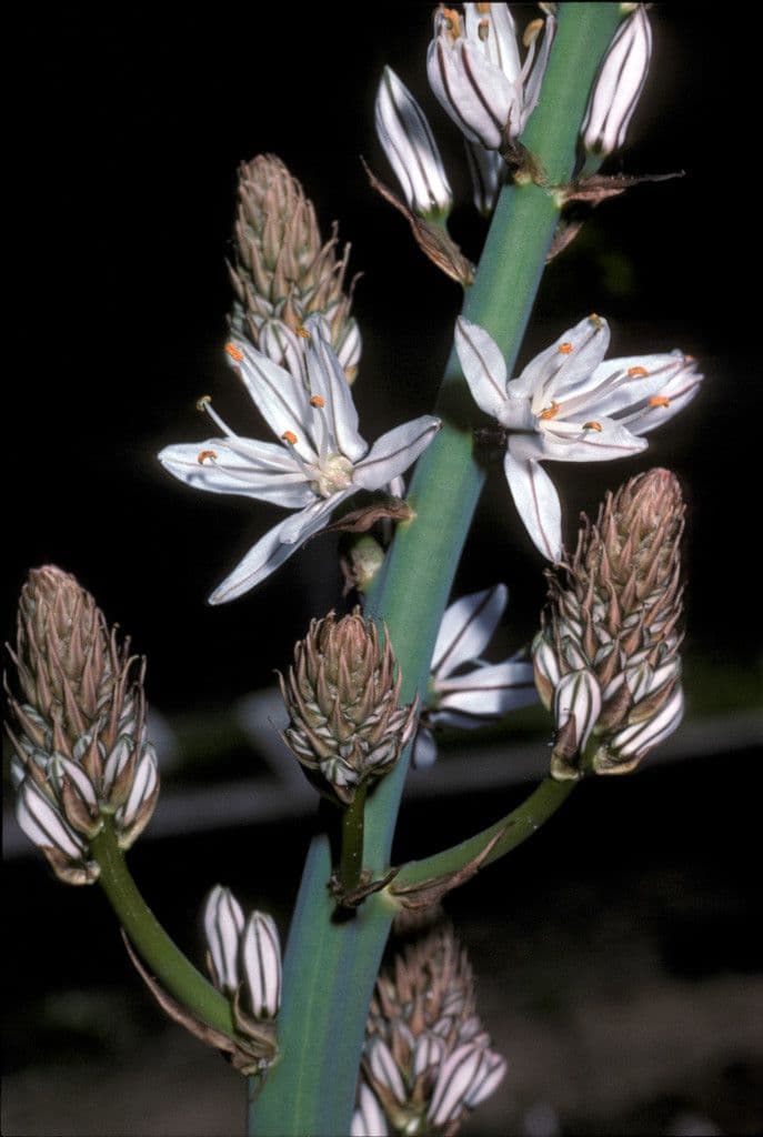 Asphodel
