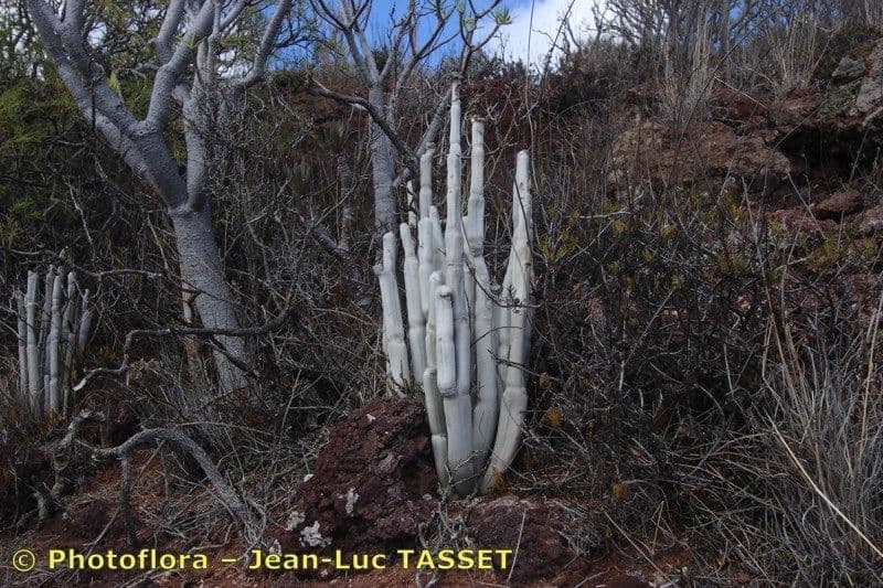Ceropegia 12