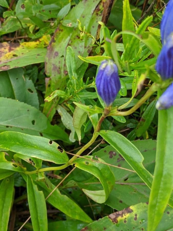 Genziana lineare 2