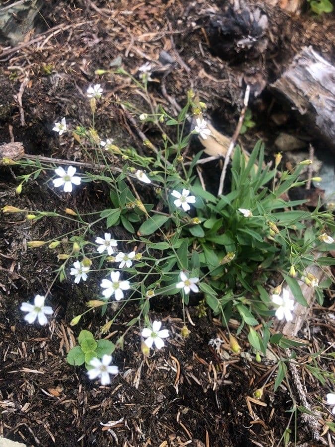 Silene rupestre 2
