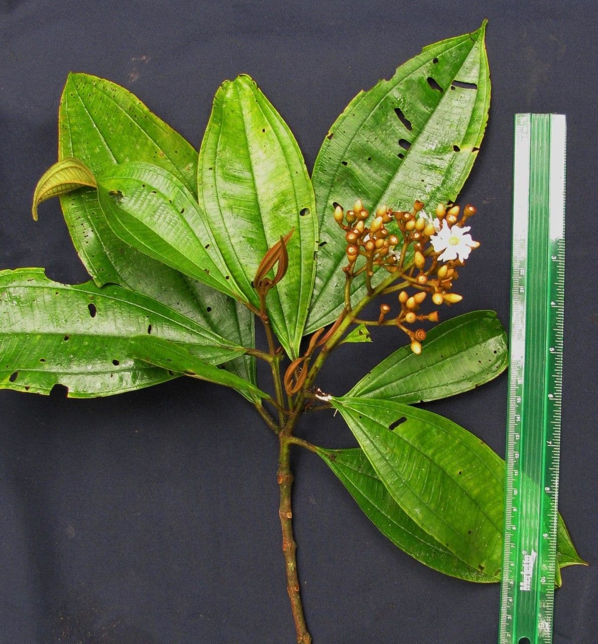 Conostegia luquillo 22