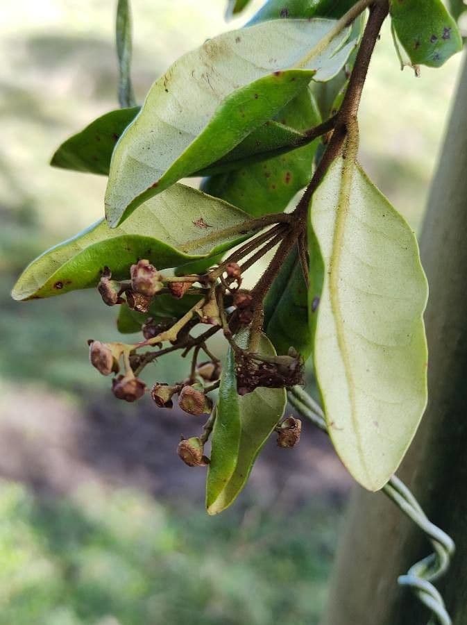 Myrceugenia