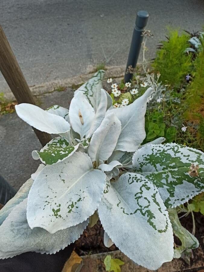 Senecio 16