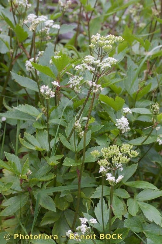 Ligusticum scoticum 22