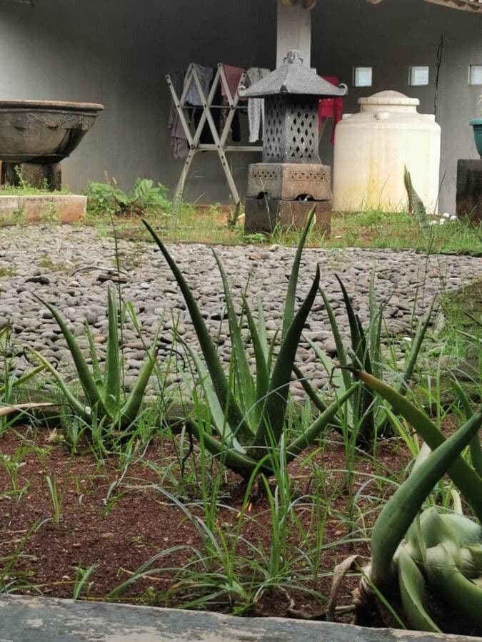 Aloe vera 4