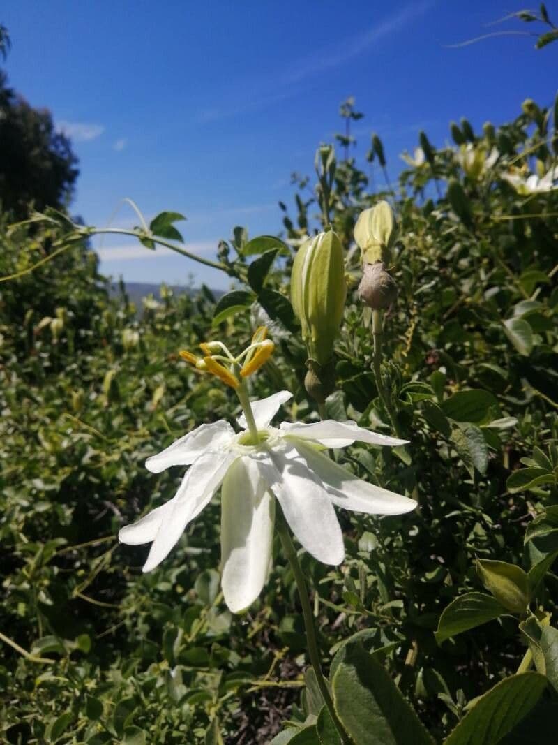Passiflore