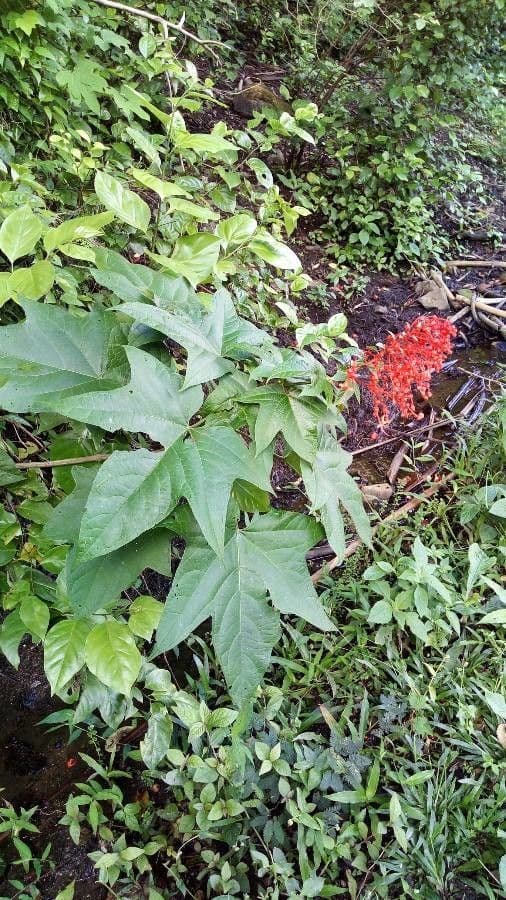 Lantana paniculata 9