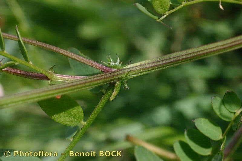 Vesce des bois 20