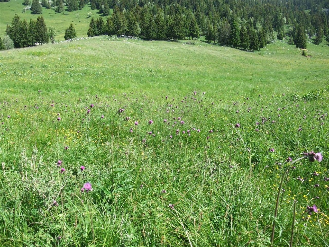 Cirsio dei rivi 12