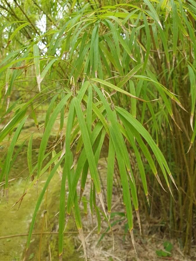 Chusquea