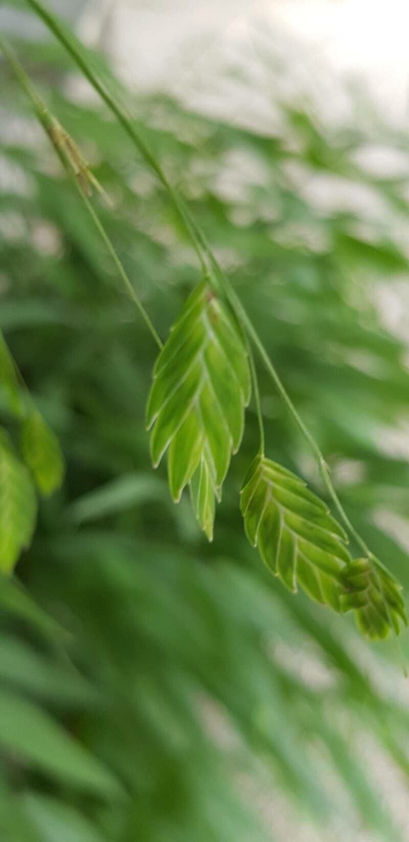 Chasmanthium latifolium 7