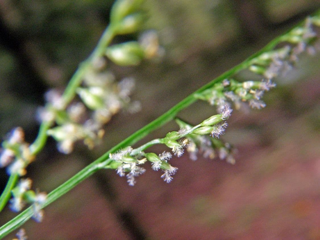 Panicum 6