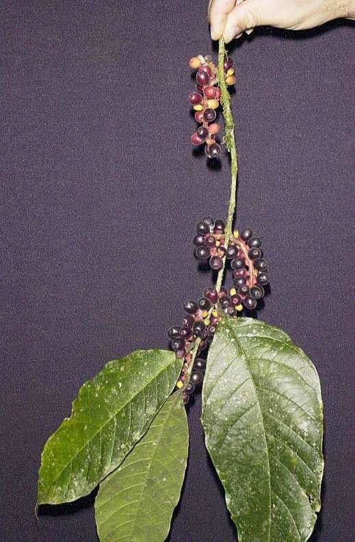 Sorocea 19