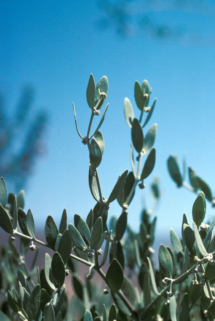 Jojoba 6