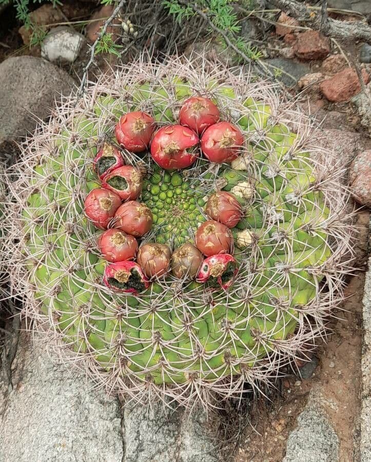 Cactus 4