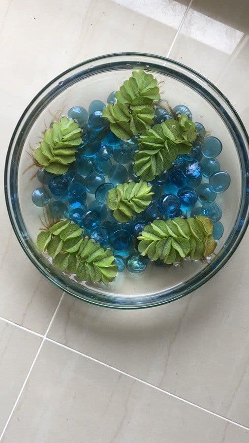 Salvinia natans 10