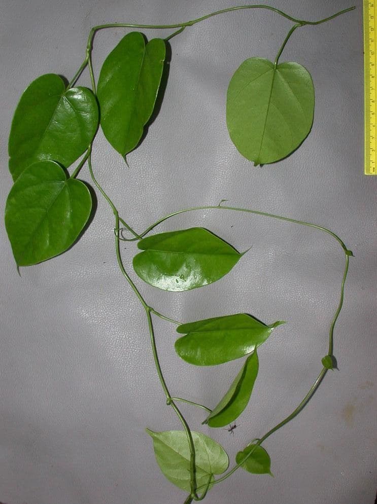 Disciphania Ernsta