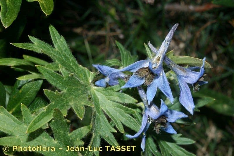 Delphinium 19