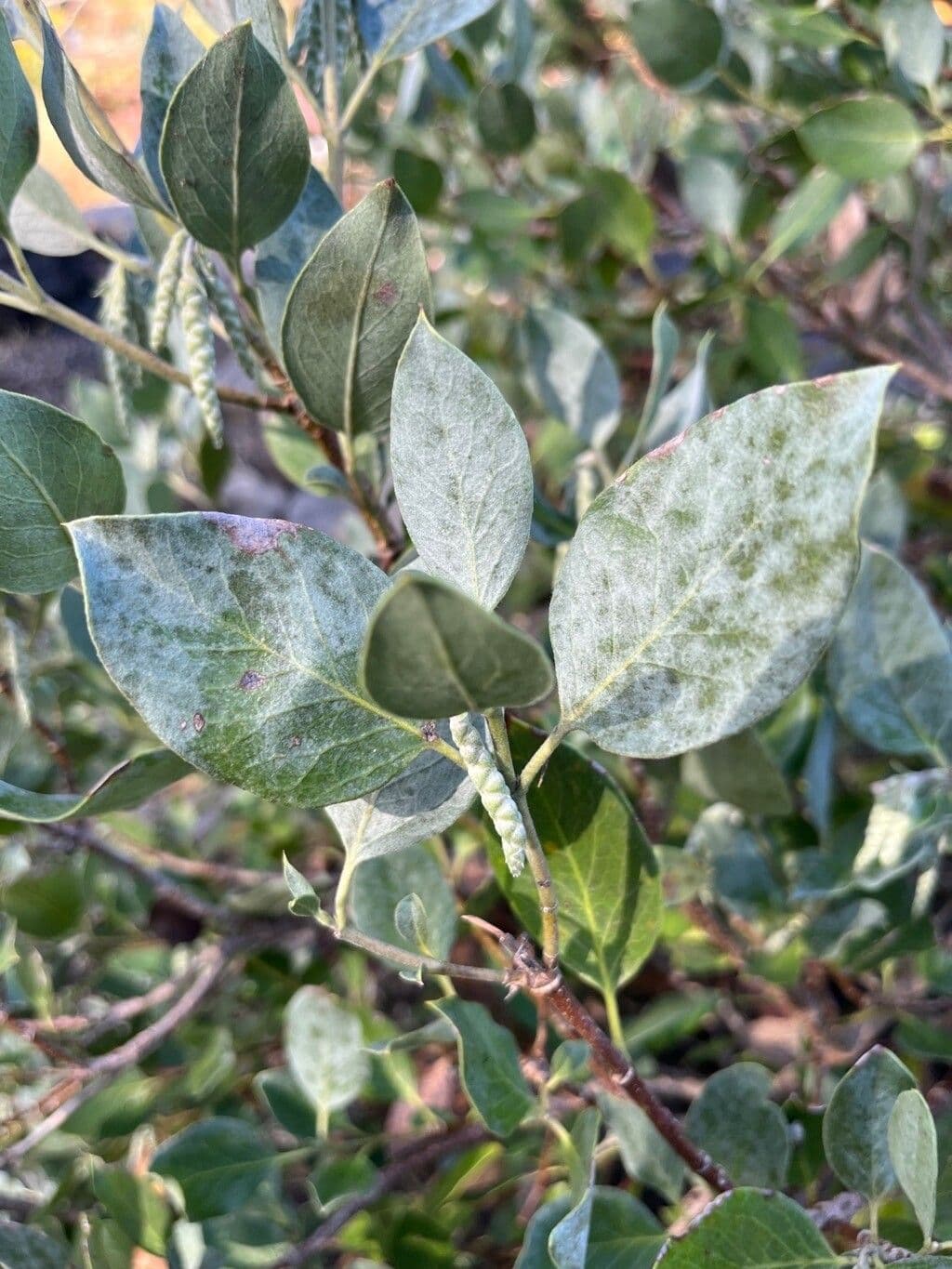 Garrya flavescens 3