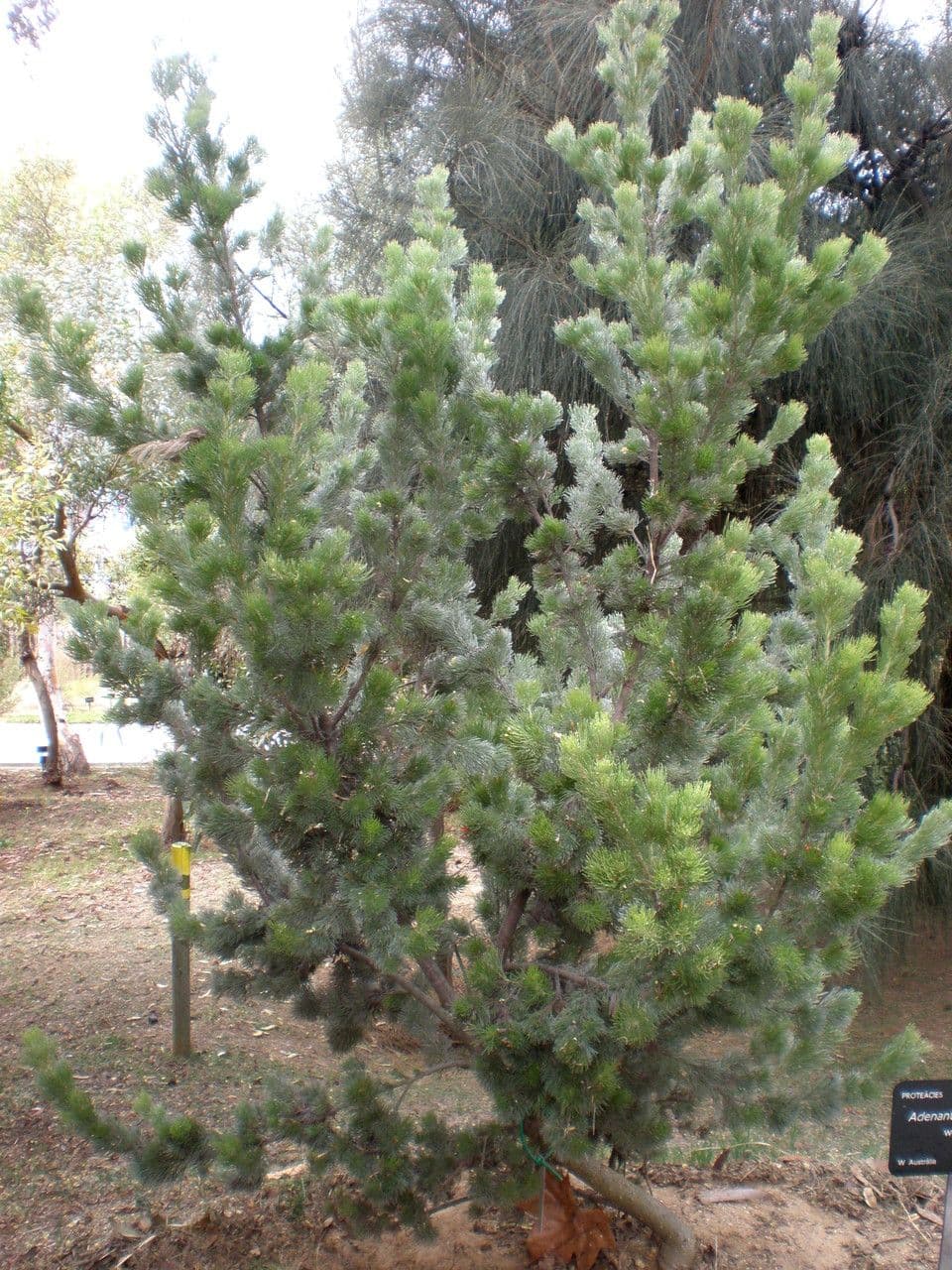Adenanthos 10