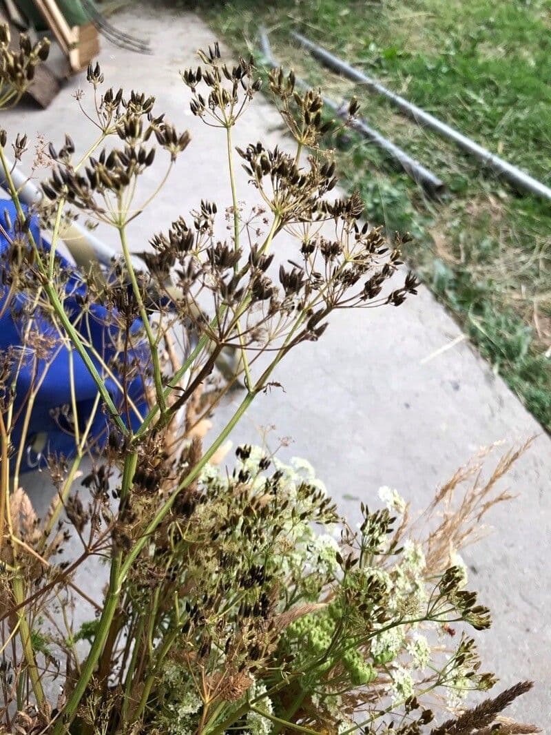 Finocchiella 2