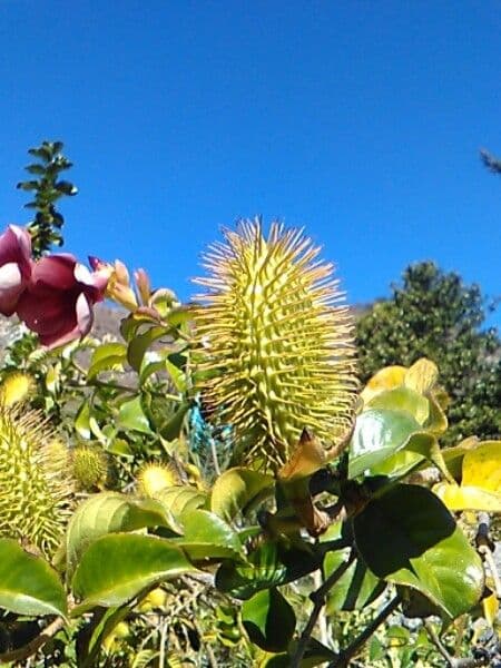 Allamanda viola