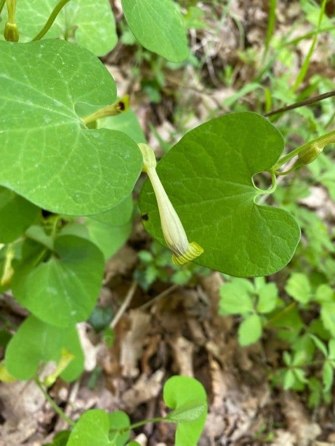 Aristolochia 5