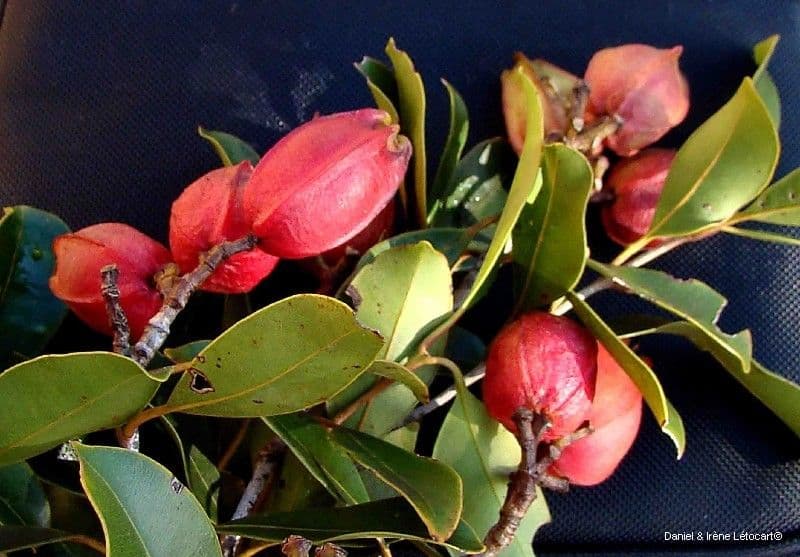Syzygium 3