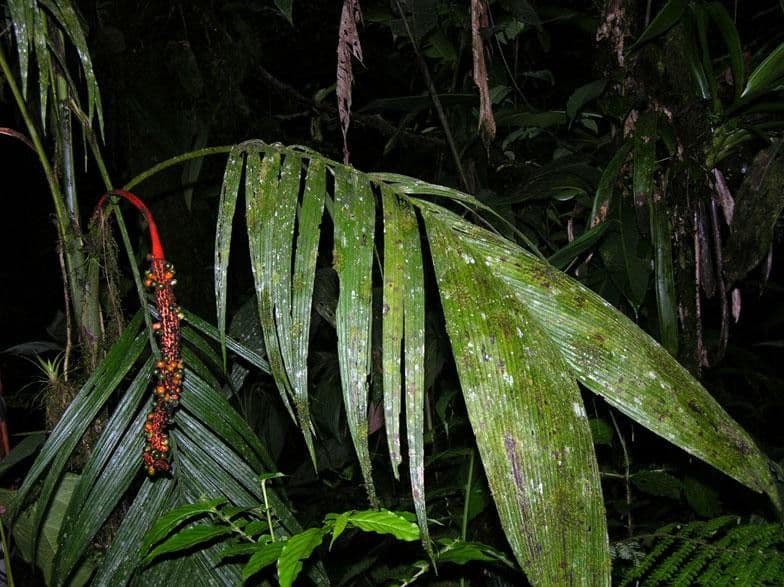 Chamaedorea 8