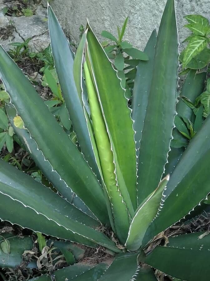 Agave lechuguilla 19
