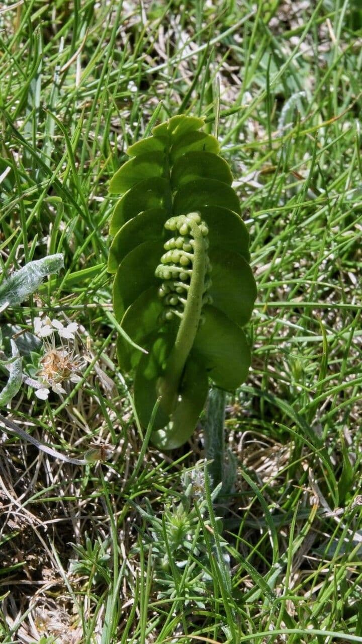 Echte Mondraute 19