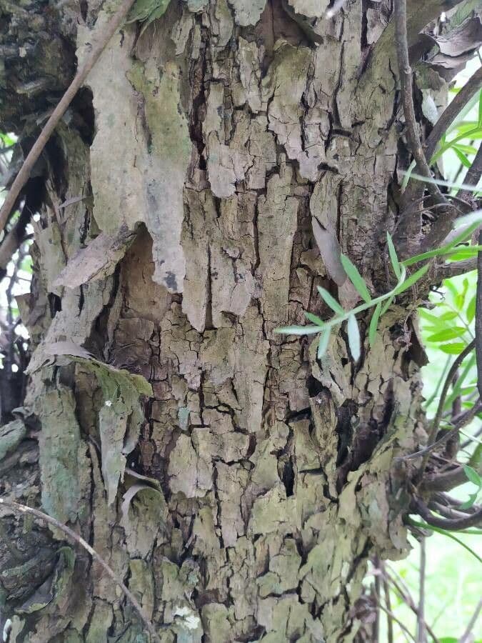 Schinus areira 11