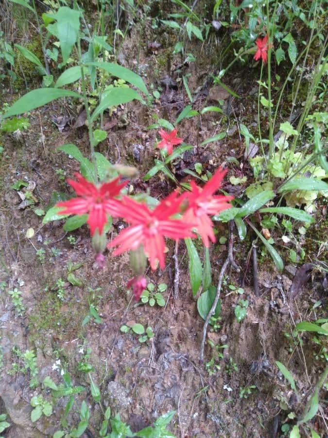 Silene virginica 3