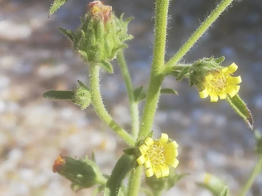Inula fetida 12