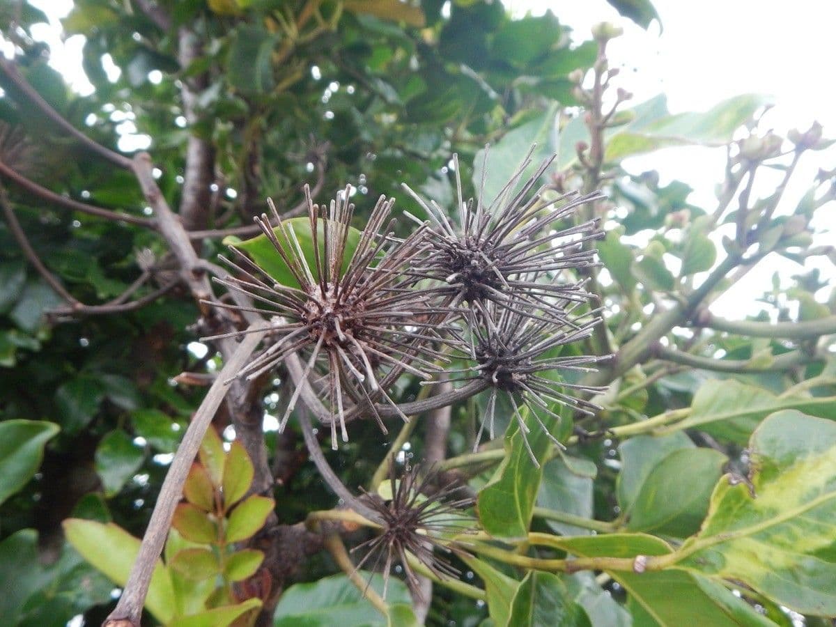 Myodocarpus 2