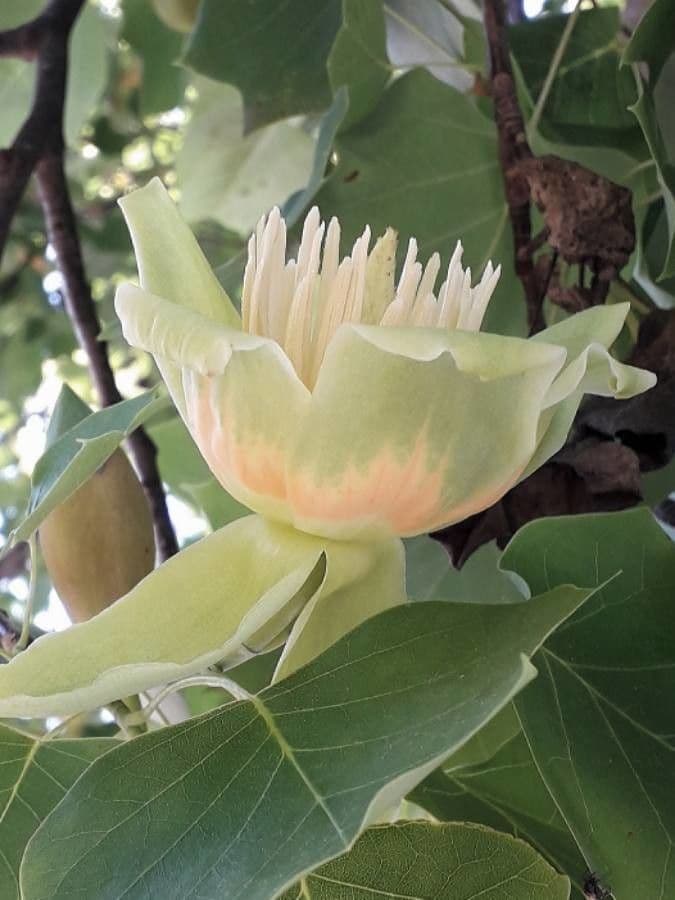 Tulipifero 6
