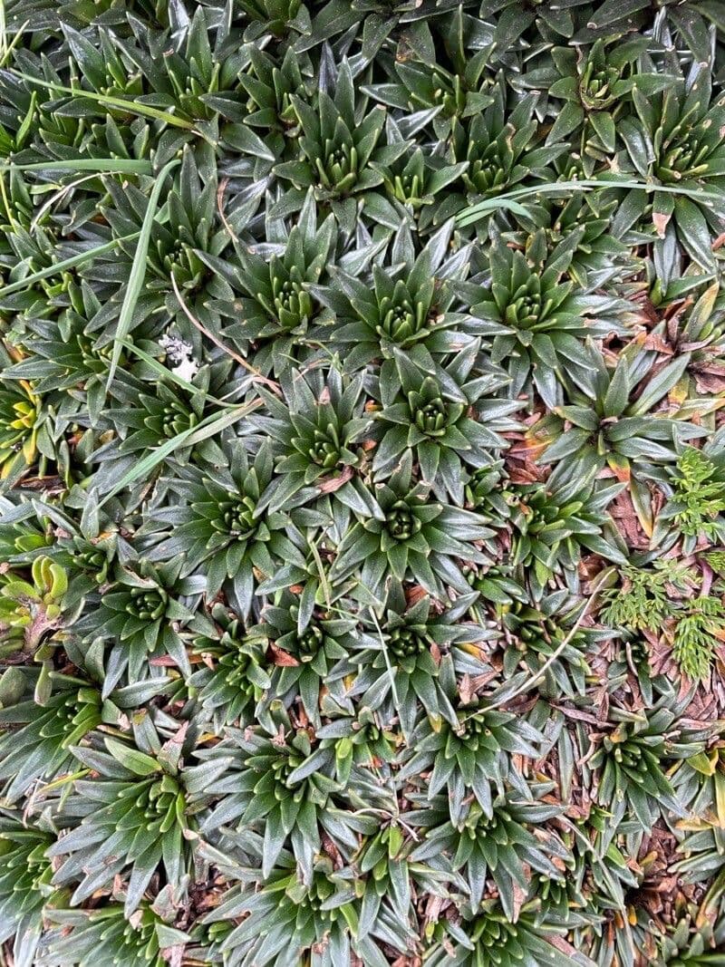 Plantago rigida 9