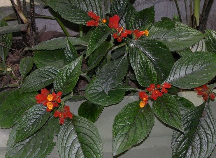 Chrysothemis pulchella 21