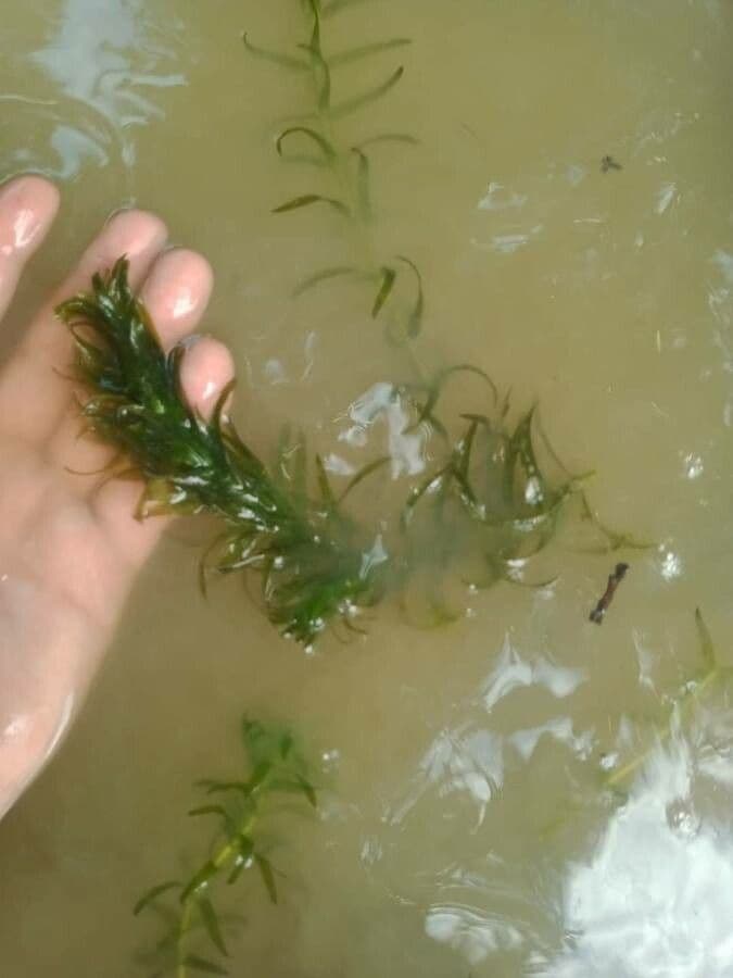 Elodea del Capo 13