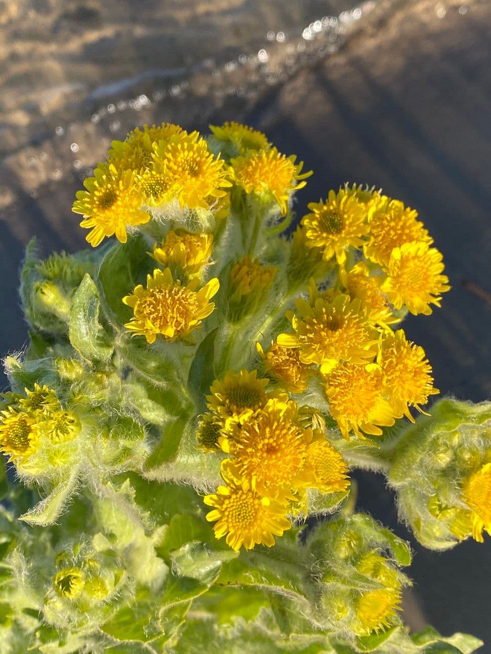 Tephroseris di palude 3