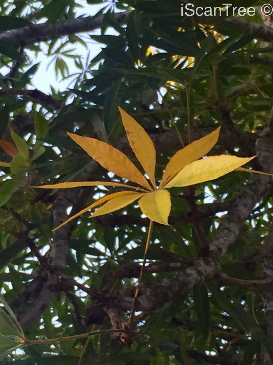 Sterculia 16