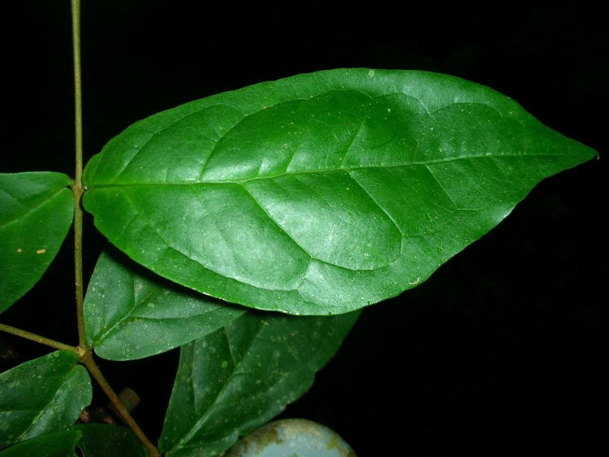 Eugenia 12
