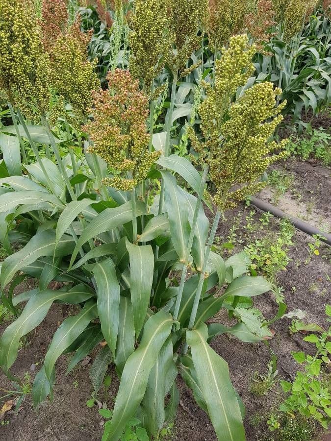 Sorgo 20