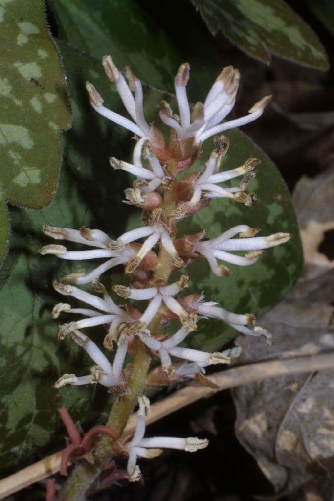 Pachysandra procumbens 6