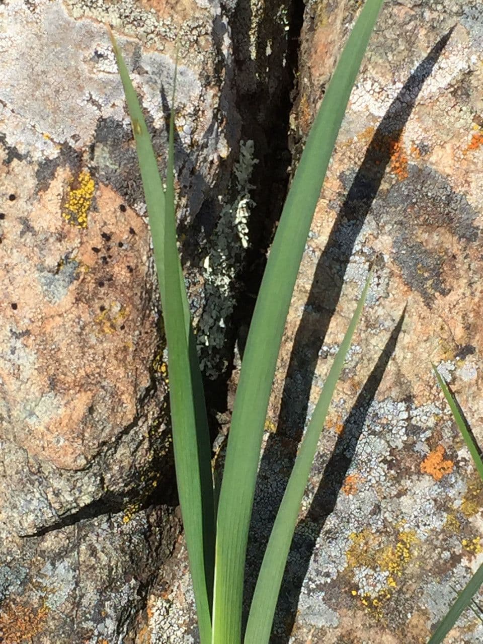 Großgetigerte Iris 11