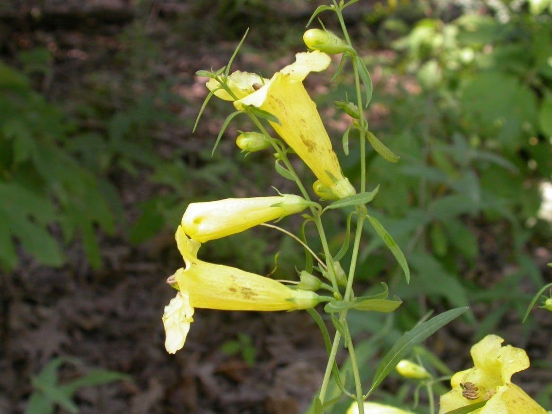 Aureolaria 9