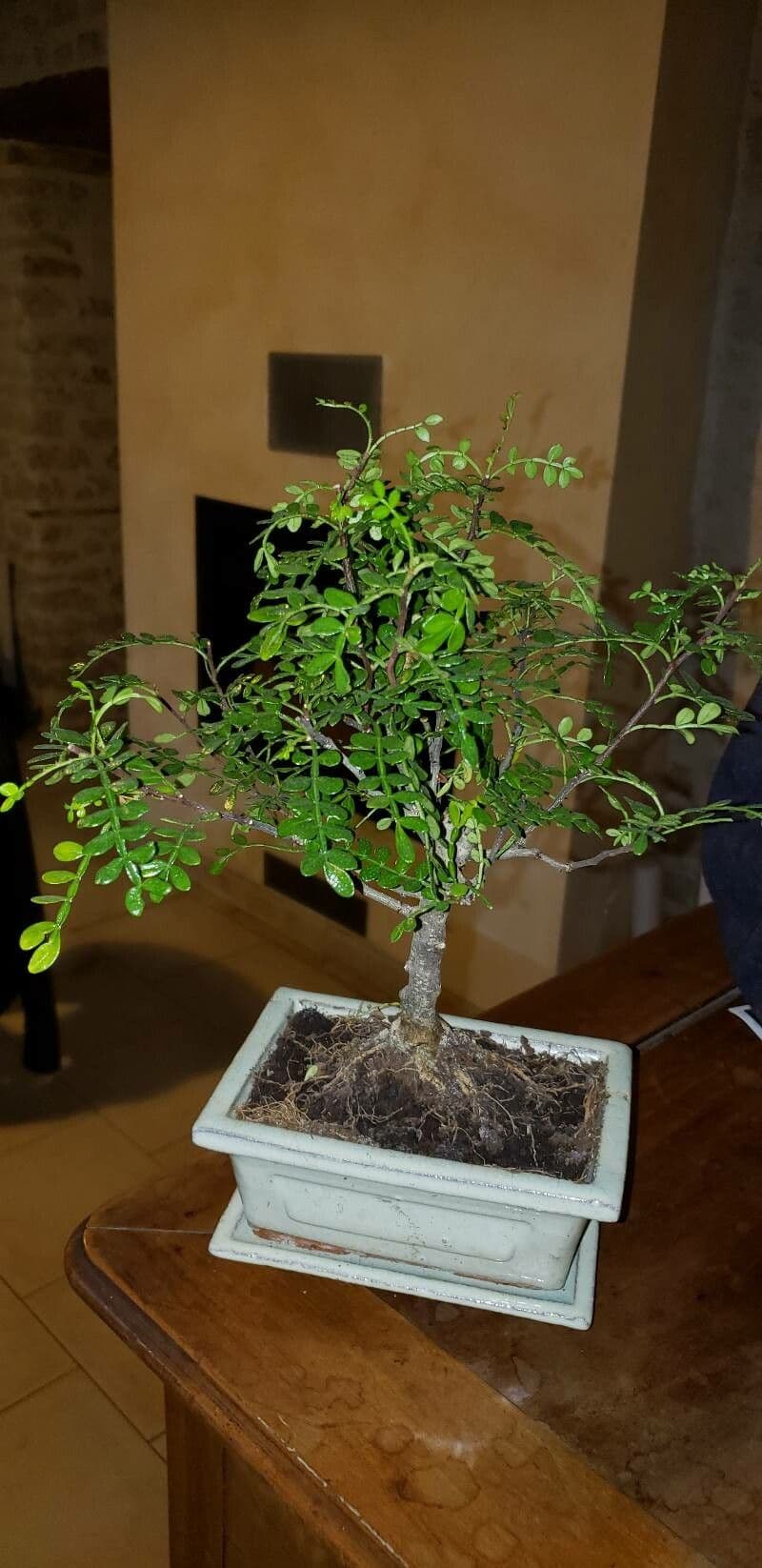 Zanthoxylum fagara 13