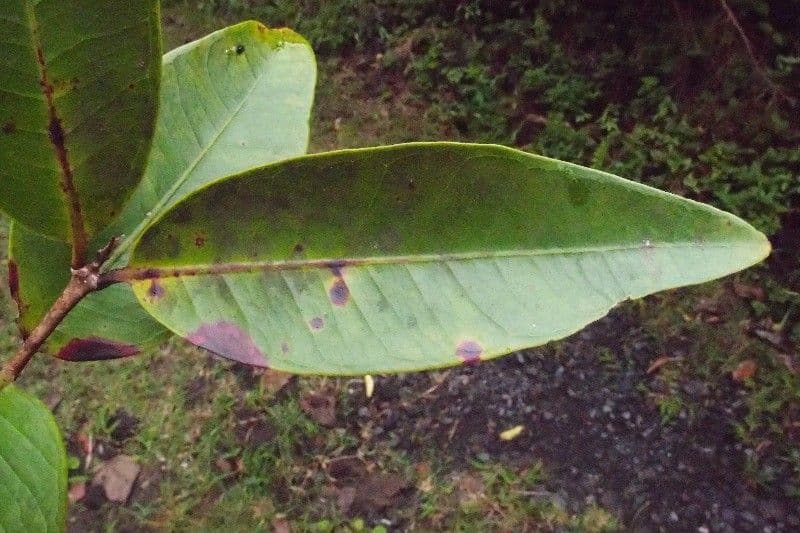 Eugenia 8