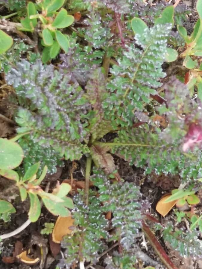 Pedicularis kerneri 11